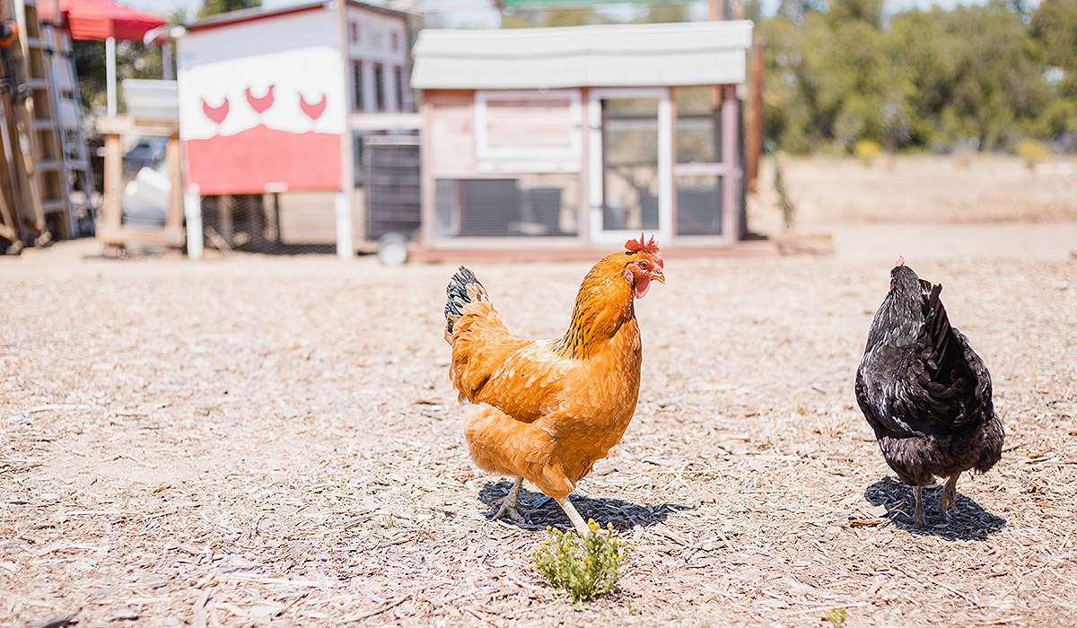 chicken coops are the next big things