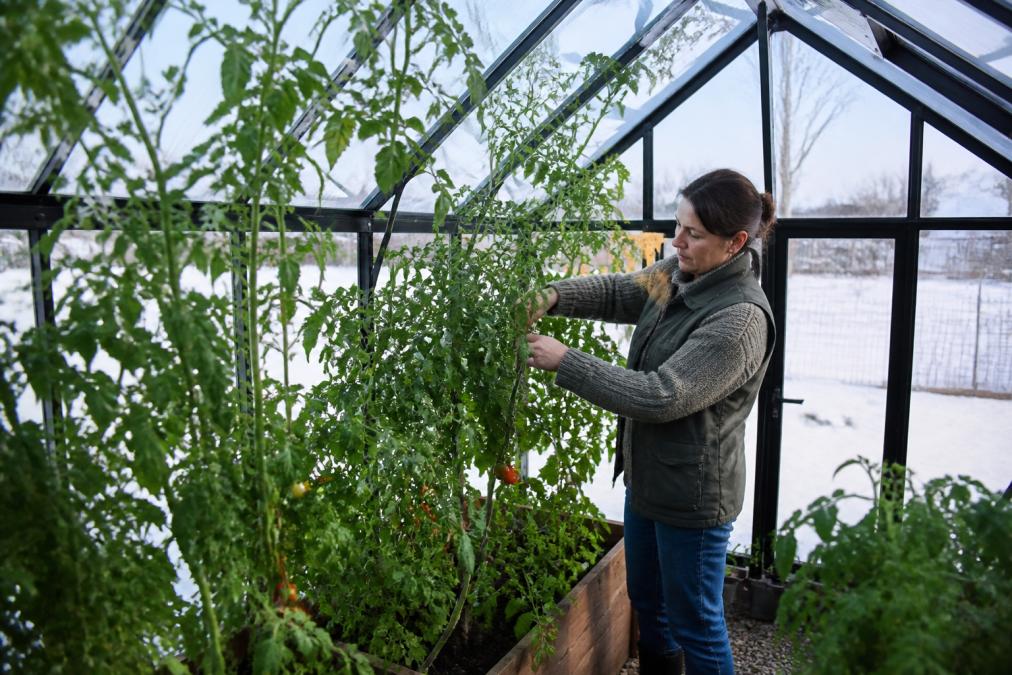 A gardener in a backyard greenhouse in Pennsylvania tending to lush tomato plants in early spring, with snow visible outside the glass panels