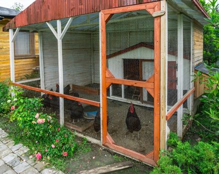 Shed or Chicken Coop?