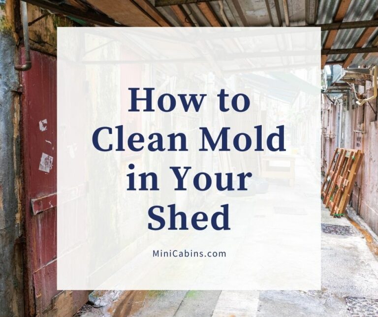 How to Clean Mold in Your Shed Aurora Buildings