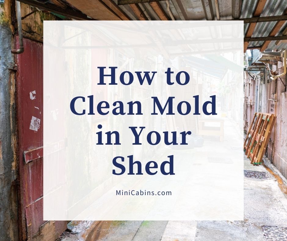 How to Clean Mold in Your Shed