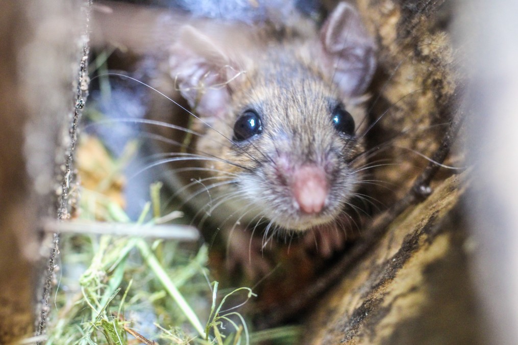 Keeping Summer Pests Out of Your Shed