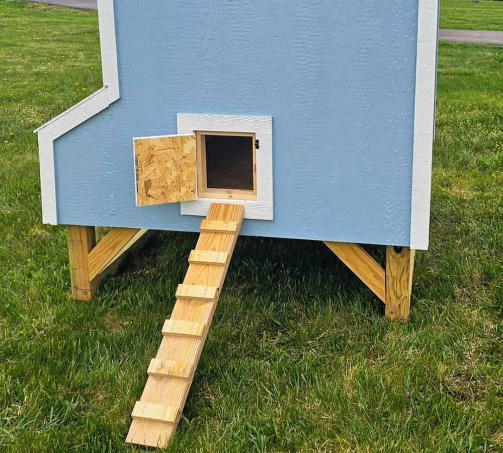 chicken 11